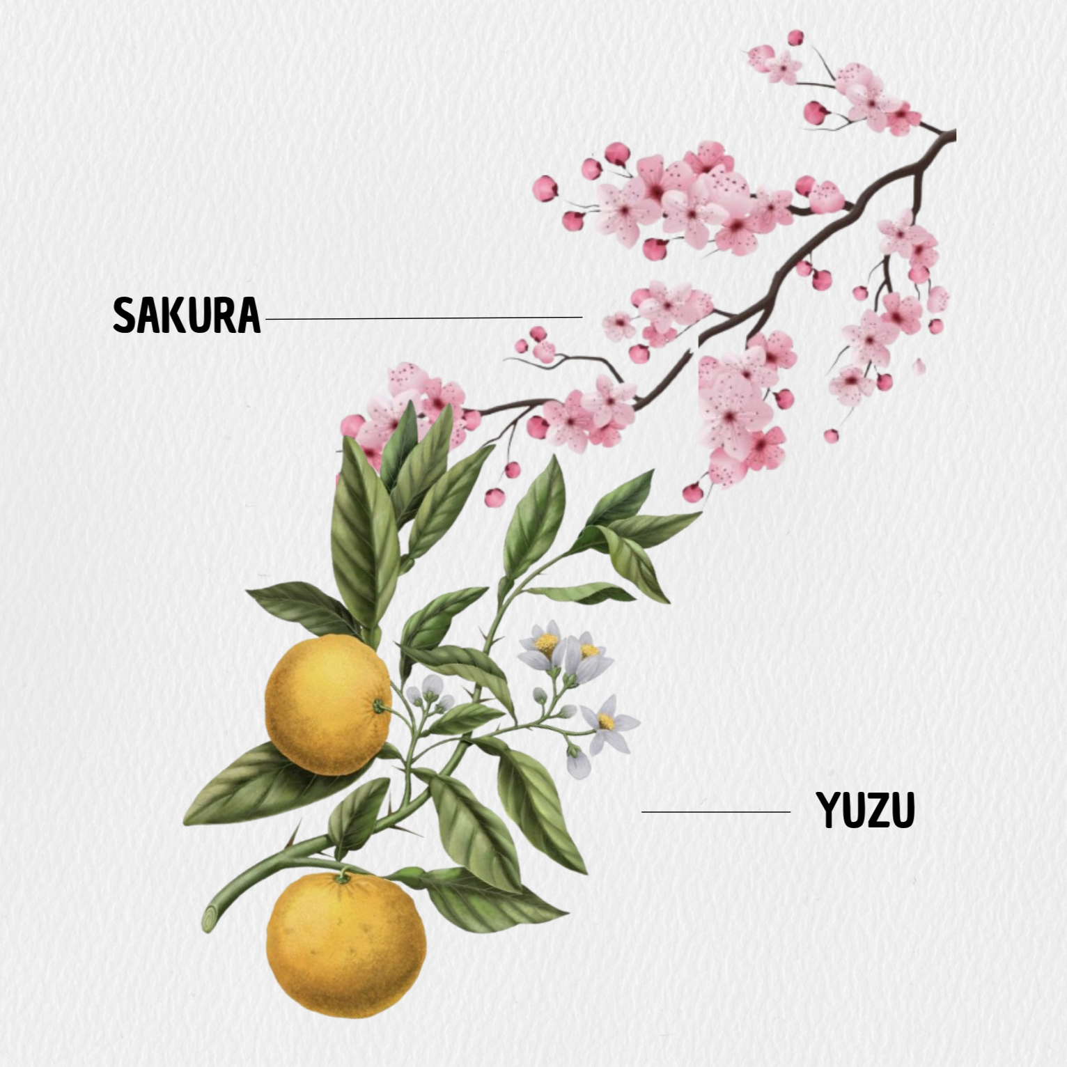 Tokyo – Yuzu & Sakura