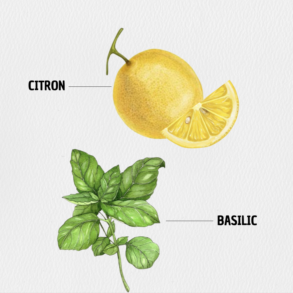Pise – Basilic & Citron